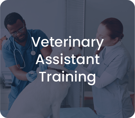 UTSA Online Veterinary Assistant Training